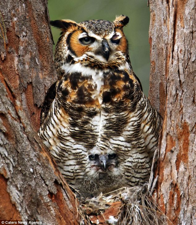 Camo Baby Owl