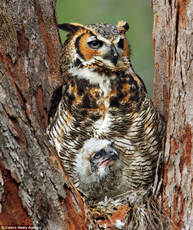 Camo baby Owl - 02