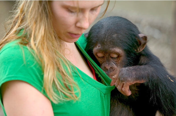 Cheeky Chimp