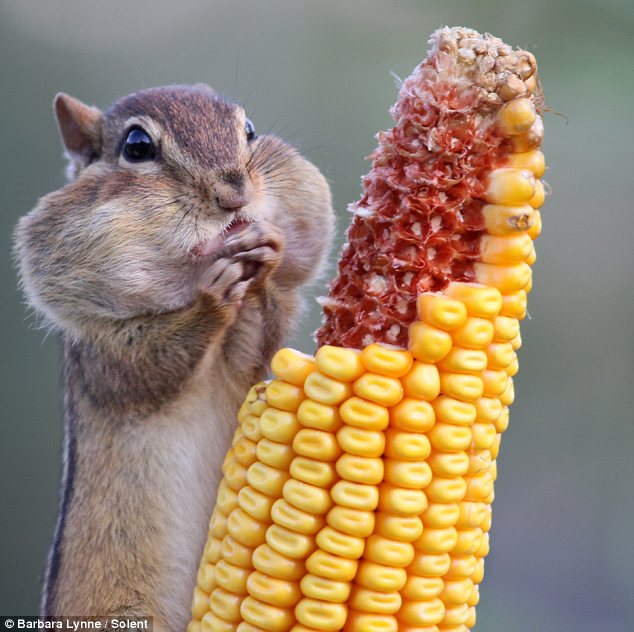 Picture of a chipmunk filling its cheeks with corn