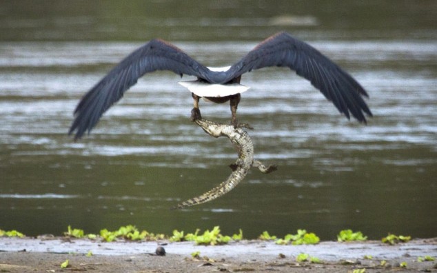 Eagle Catches Crocodile - 01