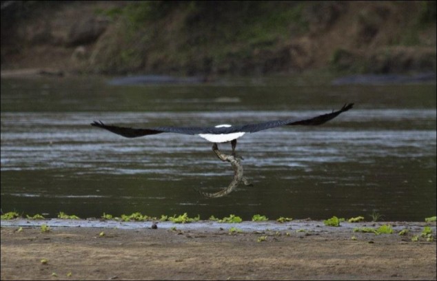 Eagle Catches Crocodile - 02