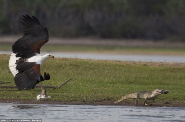 Eagle Catches Crocodile - 04