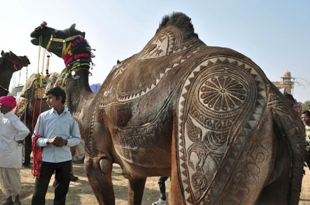 Elaborate Camel Haircut