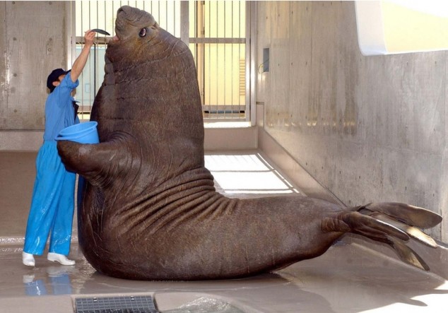 Elephant Seal - 01
