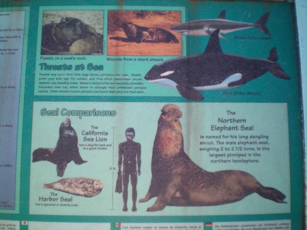 Elephant Seal - 02