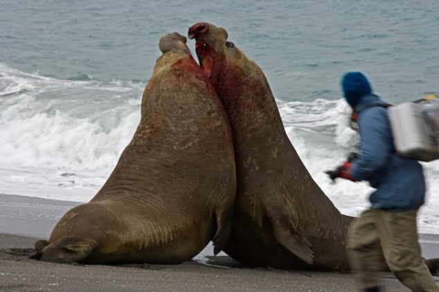 Elephant Seal - 03
