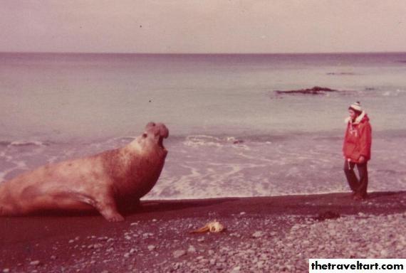 Elephant Seal - 04