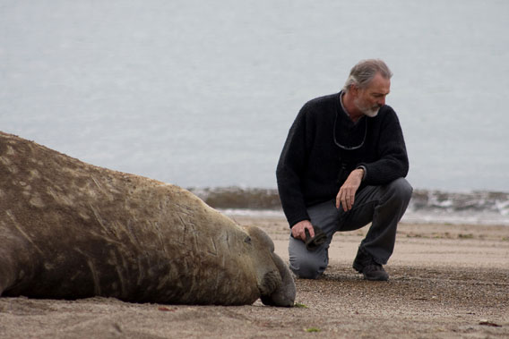 Elephant Seal - 05
