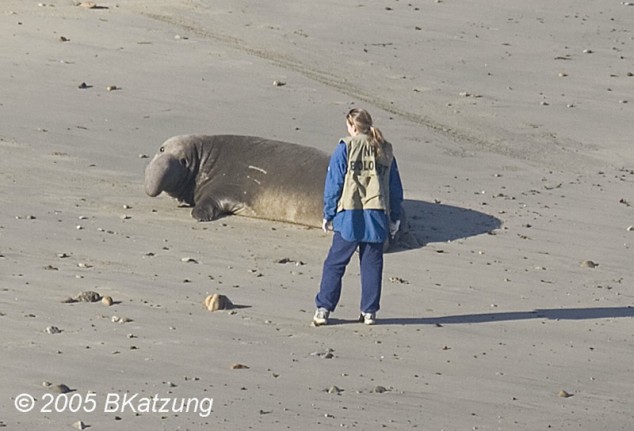 Elephant Seal - 06