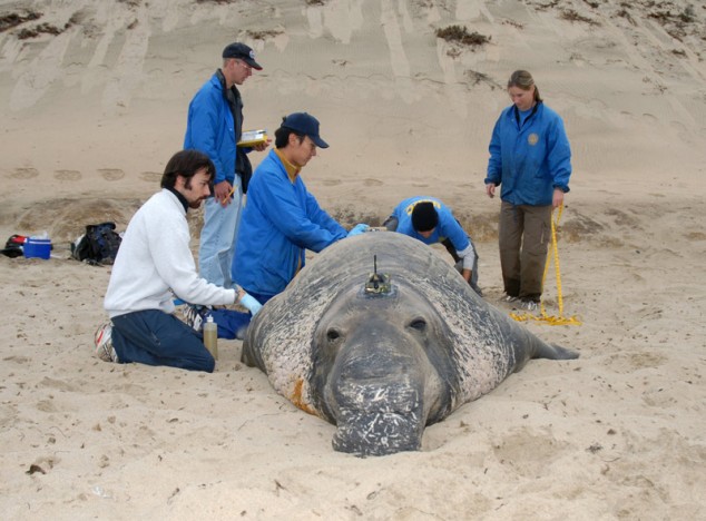 Elephant Seal - 07