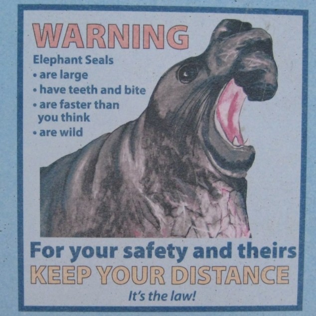Elephant Seal - 08