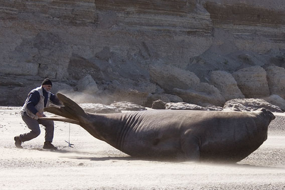Elephant Seal - 09