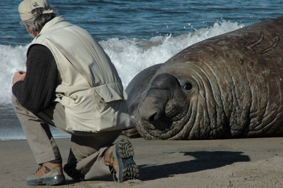 Elephant Seal - 10