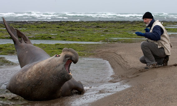 Elephant Seal - 11