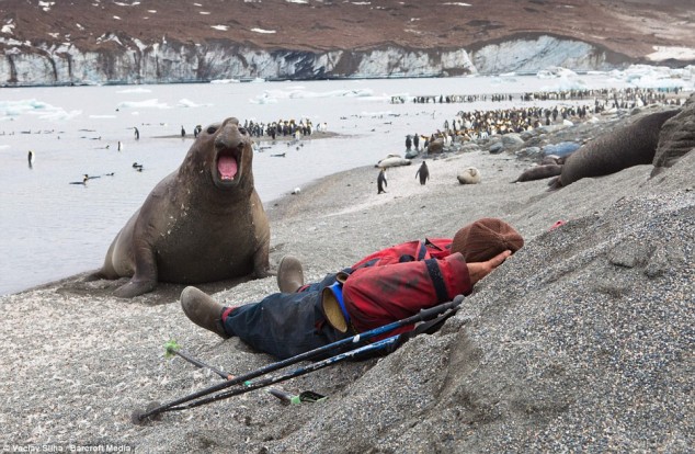 Elephant Seal - 12