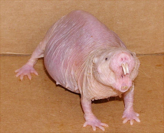 Extremely-ugly-animals-Naked-Mole-Rat.jpg