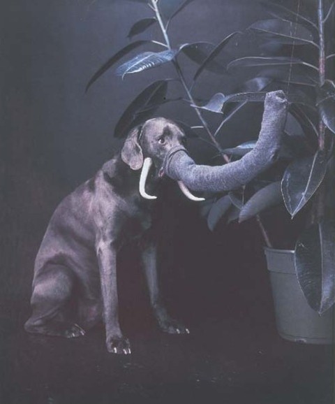 Fake elephant