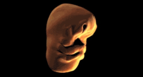 Human face forming in the womb - 01