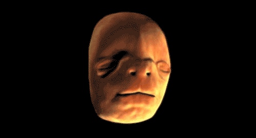 Human face forming in the womb - 11