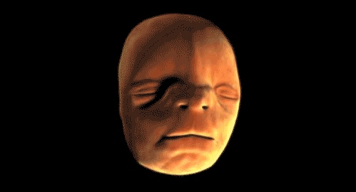 Human face forming in the womb - 12