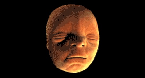 Human face forming in the womb - 13