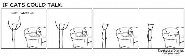 If cats could talk - Doghouse Diaries