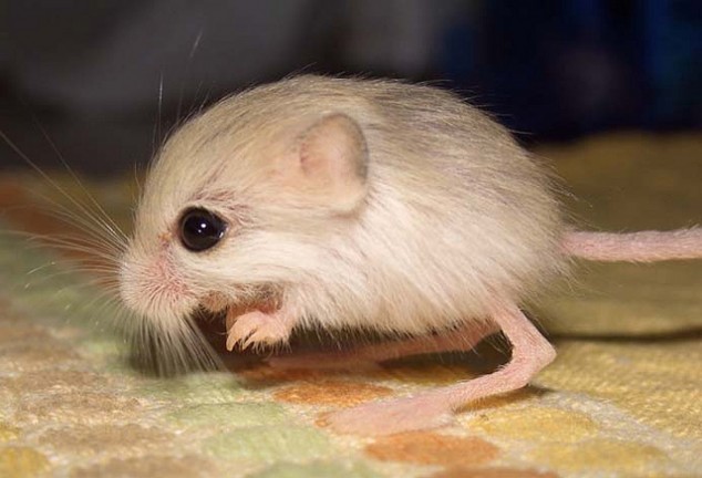 Picture of a Jerboa