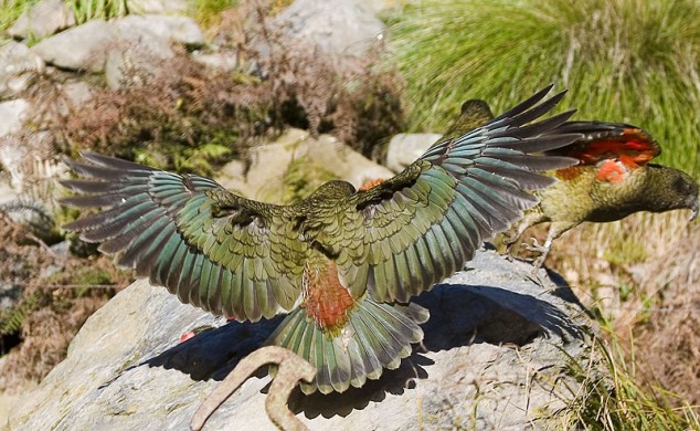 Kea - Mountain Parrot - 03