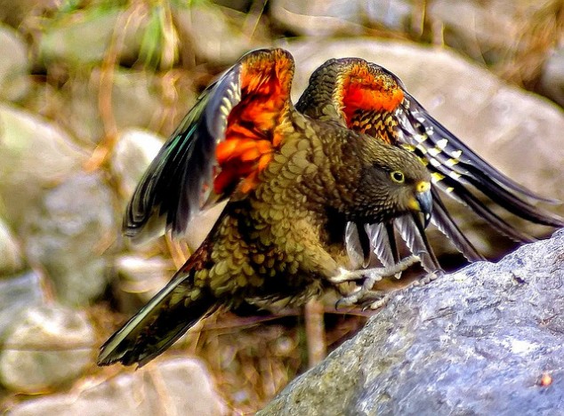 Kea - Mountain Parrot - 05