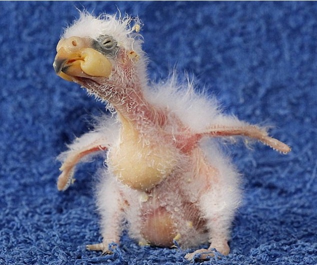 Kea - Mountain Parrot - Baby