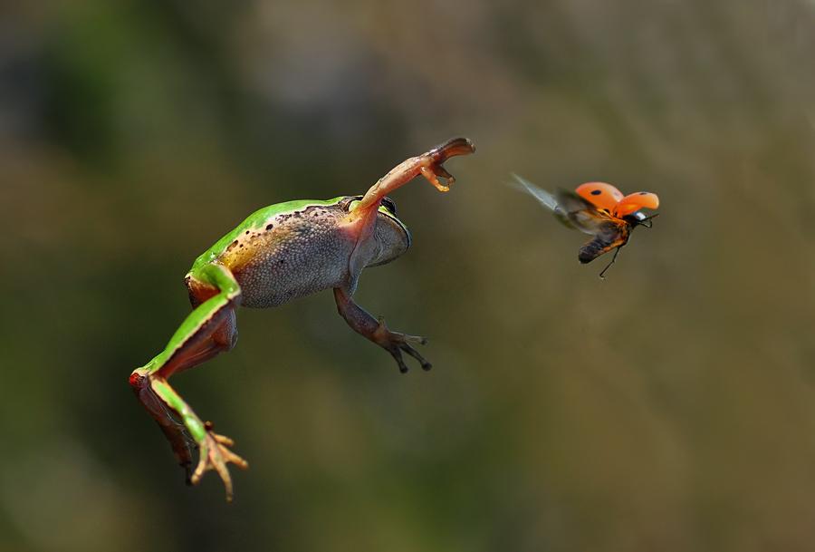 IMG:http://twentytwowords.com/wp-content/uploads/Ladybug-Escaping-a-Frog.jpg