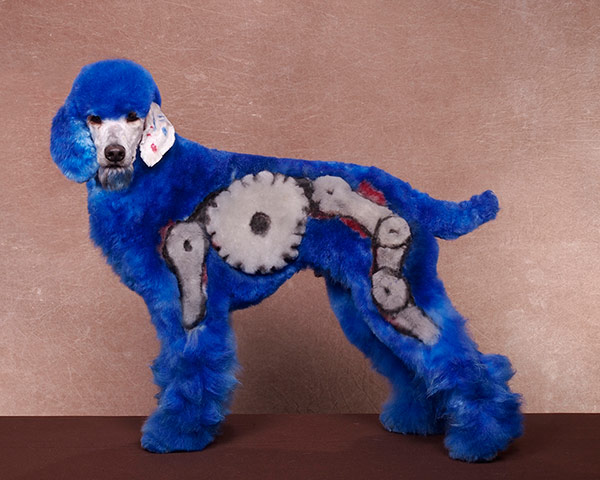 Crazy Dog Grooming Competition