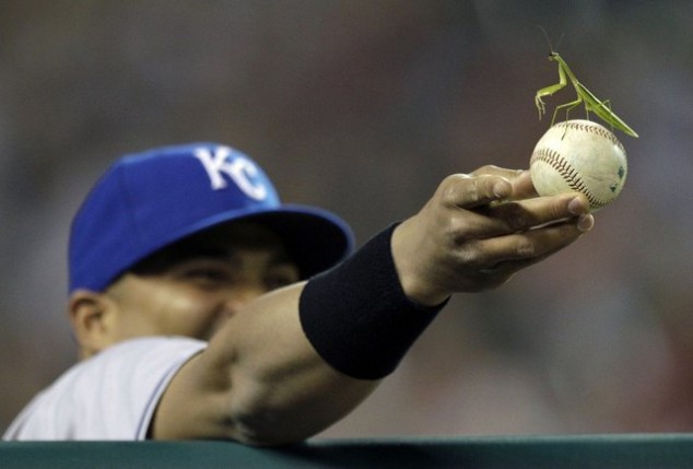 Mantis on a baseball
