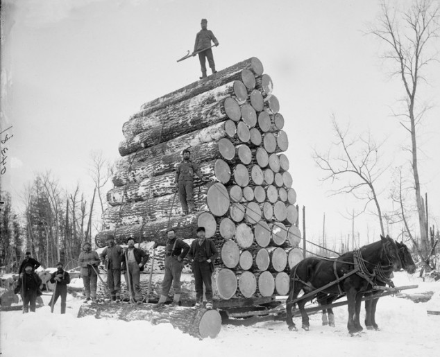 Men standing by huge logs