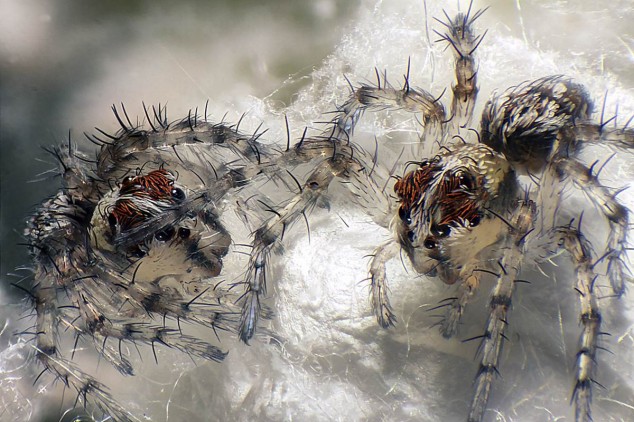 Microphotography - 02 - Newborn Lynx Spiders, Walter Piorkowski