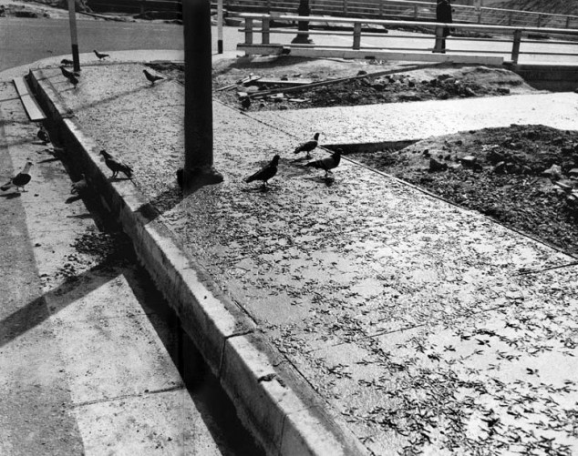 Pigeons-in-wet-cement-e1309257065909-634x501.jpg