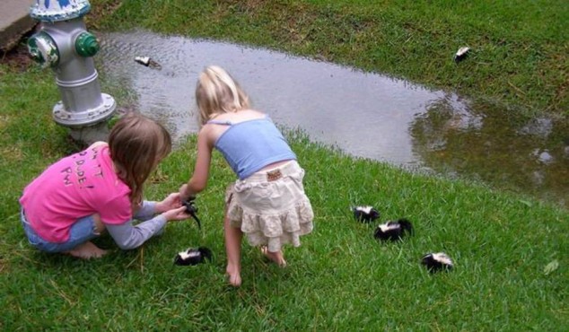 Playing With Skunks