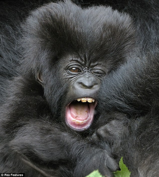 Rock and Roll baby gorilla - 01