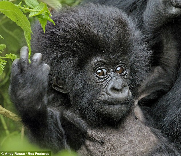 Rock and Roll baby gorilla - 02