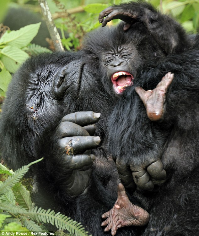Rock and Roll baby gorilla - 03