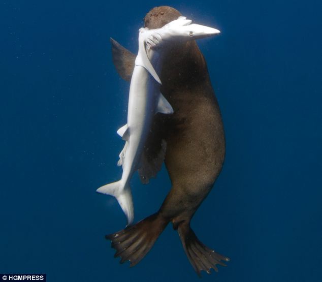 Seal eating shark - 01