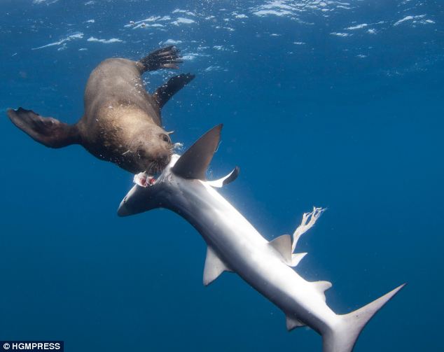 Seal eating shark - 02