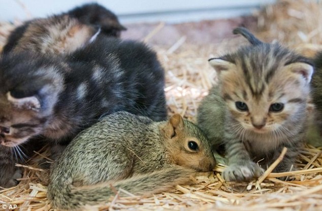 Squirrel as Kitten - 01