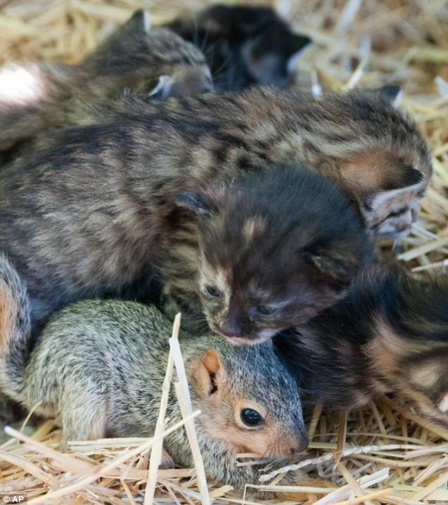 Squirrel as Kitten - 02