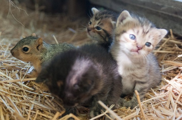 Squirrel as Kitten - 03
