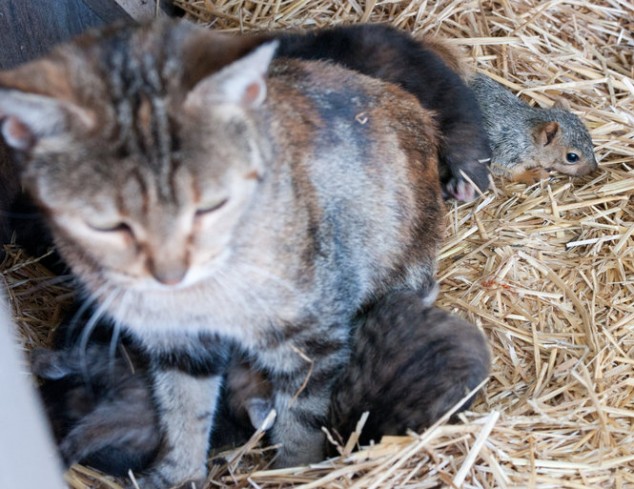 Squirrel as Kitten - 04