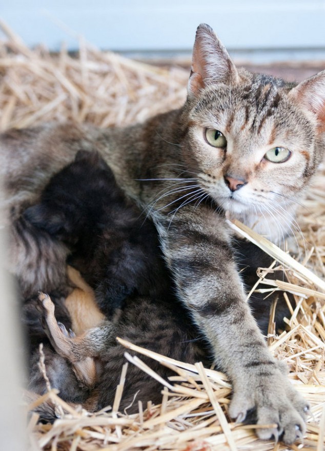 Squirrel as Kitten - 05
