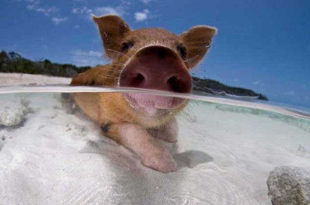Swimming pig A picture of a pig in water. Camera lens is half underwater, half above.