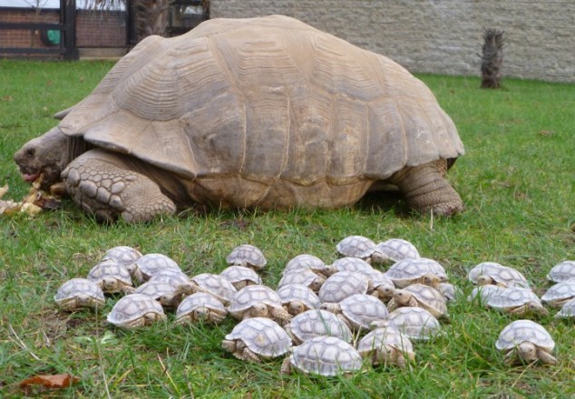 Tortoise Family - 02